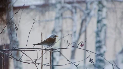 Thrush eating Rowan Stock Footage 59665154