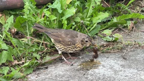 Thrush eating slug Video stock 283544494