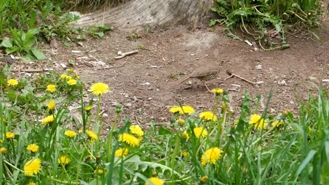 Thrush eats in a clearing in the forest. 動画素材 130936108