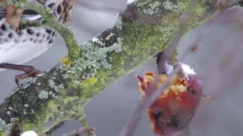 Thrush eats old apple in tree in winter Stock Footage 299563757