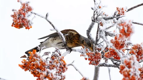 Thrush eats rowanberry in winter Stock Footage 44612262