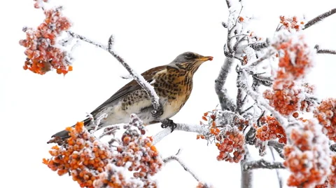Thrush eats rowanberry on the winter Video stock 47247913