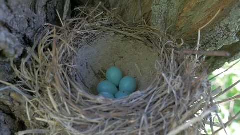 Thrush eggs (Turdus philomelos) Stock Footage 83219019