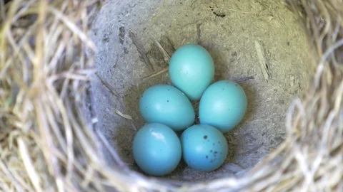 Thrush eggs (Turdus philomelos) Stock Footage 83219087