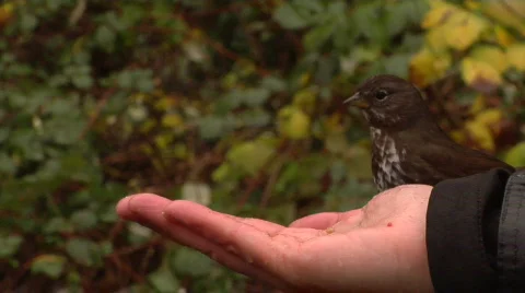 Thrush Feeds From A Hand Stock-Footage 799873