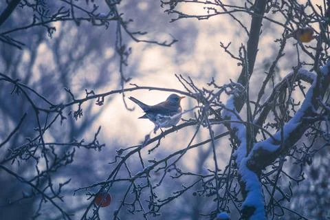Thrush Fieldfare bird on a tree in winter Stock Photos