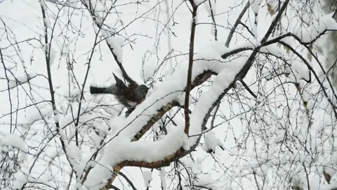 Thrush fieldfare sits on a snow-covered tree cleans feathers Stock Footage 246708071