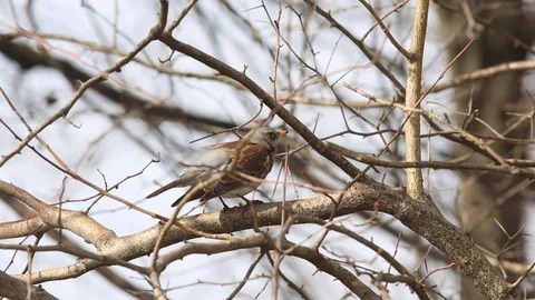 Thrush Fieldfare sitting on a branch under the rays of the spring sun Stock Footage 73437073