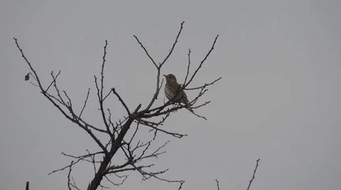 Thrush Fieldfare sitting on a tree and sing Stock Footage 37352558