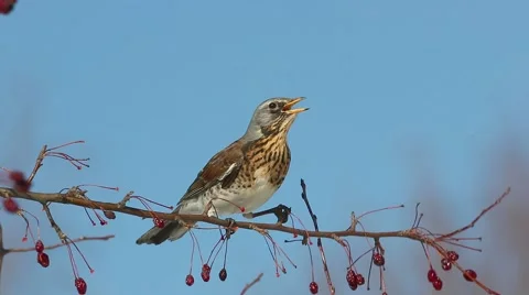 Thrush Fieldfare (Turdus pilaris) eats red berries in the spring sunshine Stock-Footage 61294324
