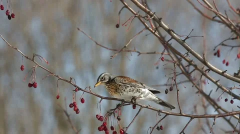 Thrush Fieldfare (Turdus pilaris) eats red berries in the spring sunshine Stock-Footage 61294369