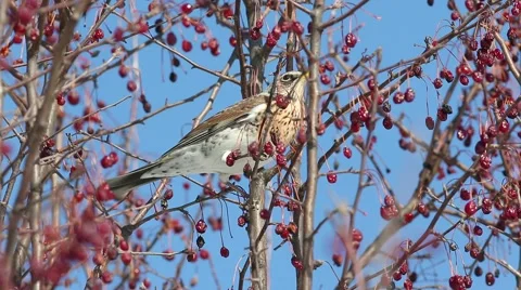 Thrush Fieldfare (Turdus pilaris) eats red berries in the spring sunshine Stock-Footage 61294397