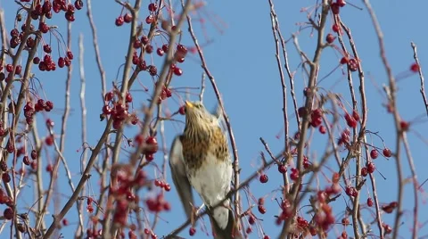 Thrush Fieldfare (Turdus pilaris) eats red berries in the spring sunshine Video stock 61294430