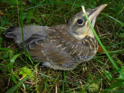 Thrush fledgling on grass, close up in Central European garden Stock Photos