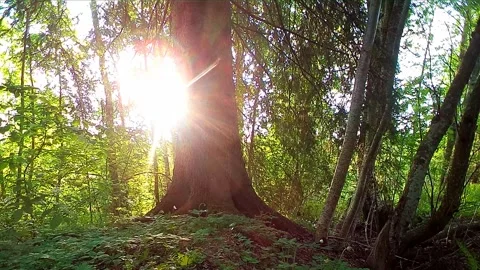 A thrush flies up from the forest ground on a spring morning Stock Footage 327658113