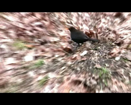 Thrush Vídeo Stock 341144