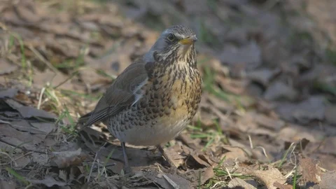 Thrush Stock Footage 74761905