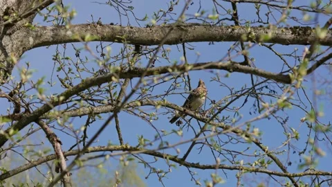 Thrush Stock Footage 335858734