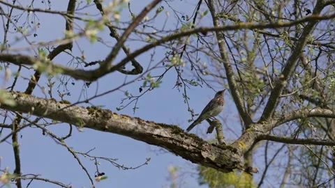 Thrush Stock Footage 335858749