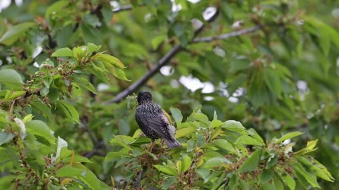 Thrush gathering nest material, slow motion Stock Footage 340246564