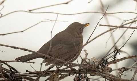 Thrush on a grape vine in winter Stock Photos