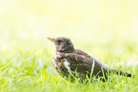 Thrush grasslander on the grass Stock Photos