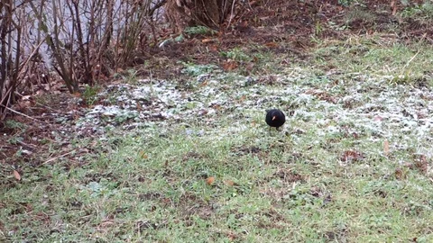 Thrush hunts earthworm Stock Footage 107731235