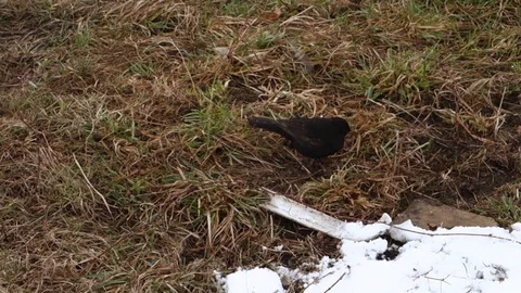 Thrush hunts earthworm Stock Footage 107731451