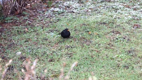 Thrush hunts earthworm Stock Footage 107731484