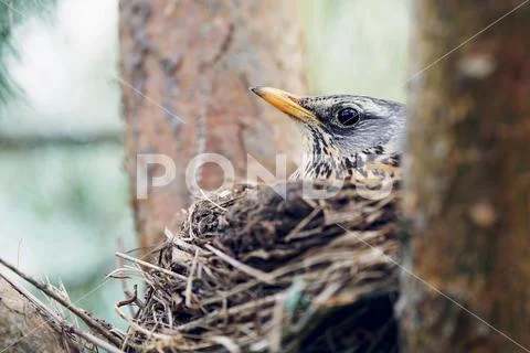 Thrush incubates the eggs sitting in the nest Stock Photos