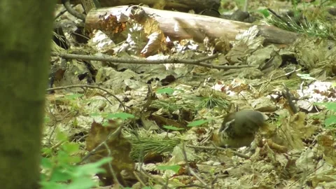 Thrush, mountain ash thrush, Turdus pilaris 1 Video stock 169594377