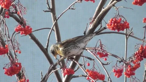 Thrush, mountain ash thrush, Turdus pilaris on a mountain ash tree 1 Video stock 169594389