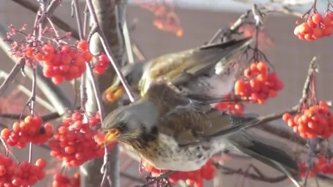 Thrush, mountain ash thrush, Turdus pilaris on a mountain ash tree 3 Video stock 169594440