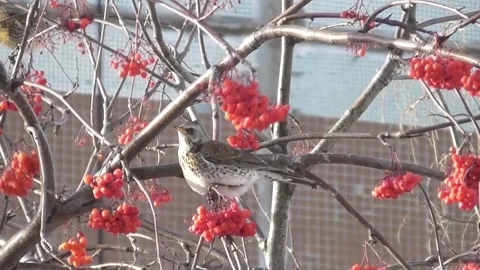 Thrush, mountain ash thrush, Turdus pilaris on a mountain ash tree 4 Video stock 169594521