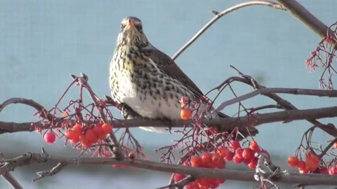 Thrush, mountain ash thrush, Turdus pilaris on a mountain ash tree 2 Video stock 169594555