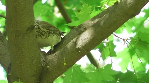 Thrush, mountain ash thrush, Turdus pilaris 2 Video stock 169594608