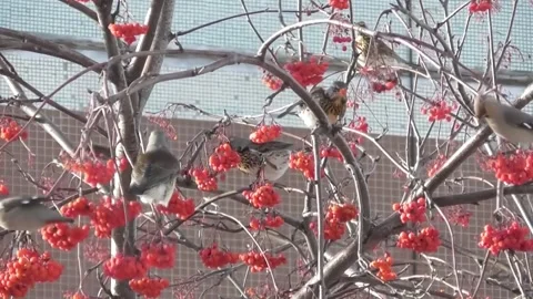 Thrush, mountain ash thrush, Turdus pilaris on a mountain ash tree Video stock 169594619