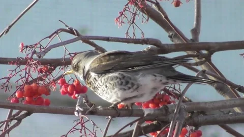 Thrush, mountain ash thrush, Turdus pilaris on a mountain ash tree 5 Video stock 169594634