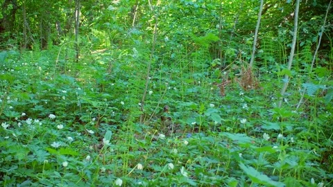 A thrush is moving through white flowers with a worm in its beak Stock Footage 327655212