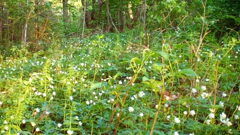 A thrush is moving through white flowers followed by a chick Stock Footage 327655214