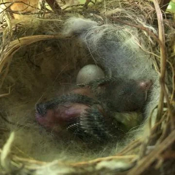 Thrush nest on spruce in the forest. thrush chick in the nest. The fieldfare  Stockfoto's