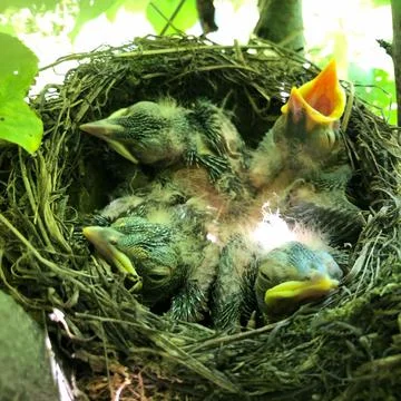 Thrush nest on spruce in the forest. thrush chicks in the nest. The fieldfare Stock Photos