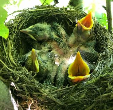 Thrush nest on spruce in the forest. thrush chicks in the nest. The fieldfare Stock Photos