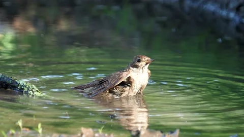 The thrush nightingale bird taking a bath and calls sound, Luscinia luscinia Stock Footage 209142220