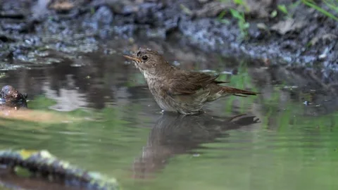 Thrush nightingale bird taking a bath and beautiful sound of the forest Video stock 218621589