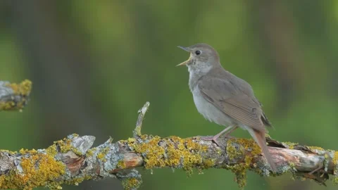 Thrush nightingale. Singing and chirping  bird. Bird song in spring forest. Stock Footage 155423334