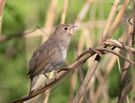 Thrush nightingale singing on a branch with open beak in spring Фото