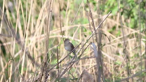 Nightingale Stock Videos – Royalty-Free HD & 4K Videos | Page 2