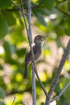 Thrush Nigtingale On A Tree Stock Photos