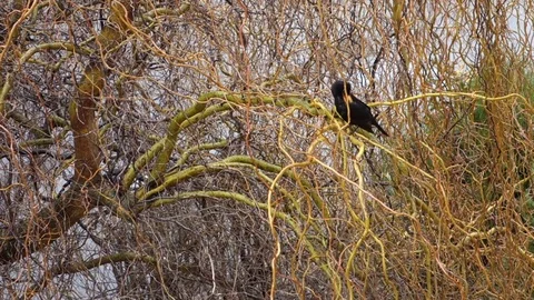 Thrush oneself cleans Stock Footage 107731257